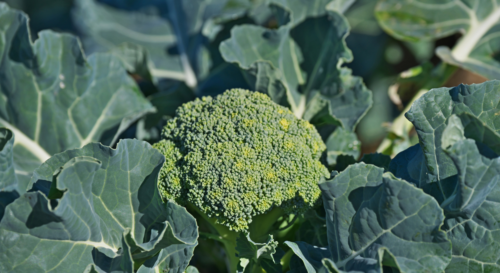 Harvest Broccoli