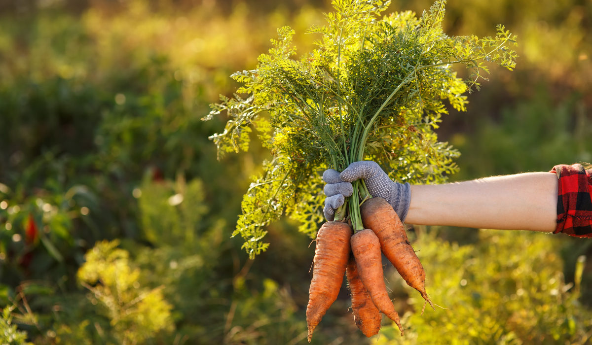 Harvest Carrots