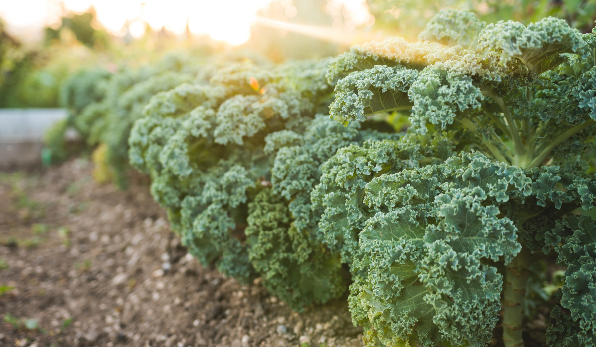 Harvest Kale