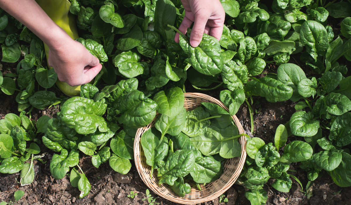 Harvest Spinach