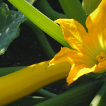 Yellow squash and yellow blossom on green plant