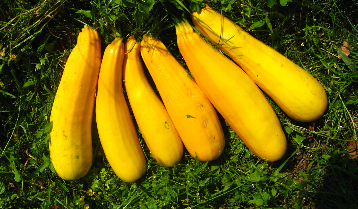 Harvest Squash