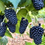 Blackberries on vine