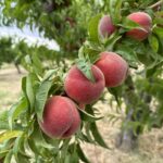 Orange red peaches hanging off tree limb.