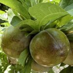 Green pluots hanging off tree