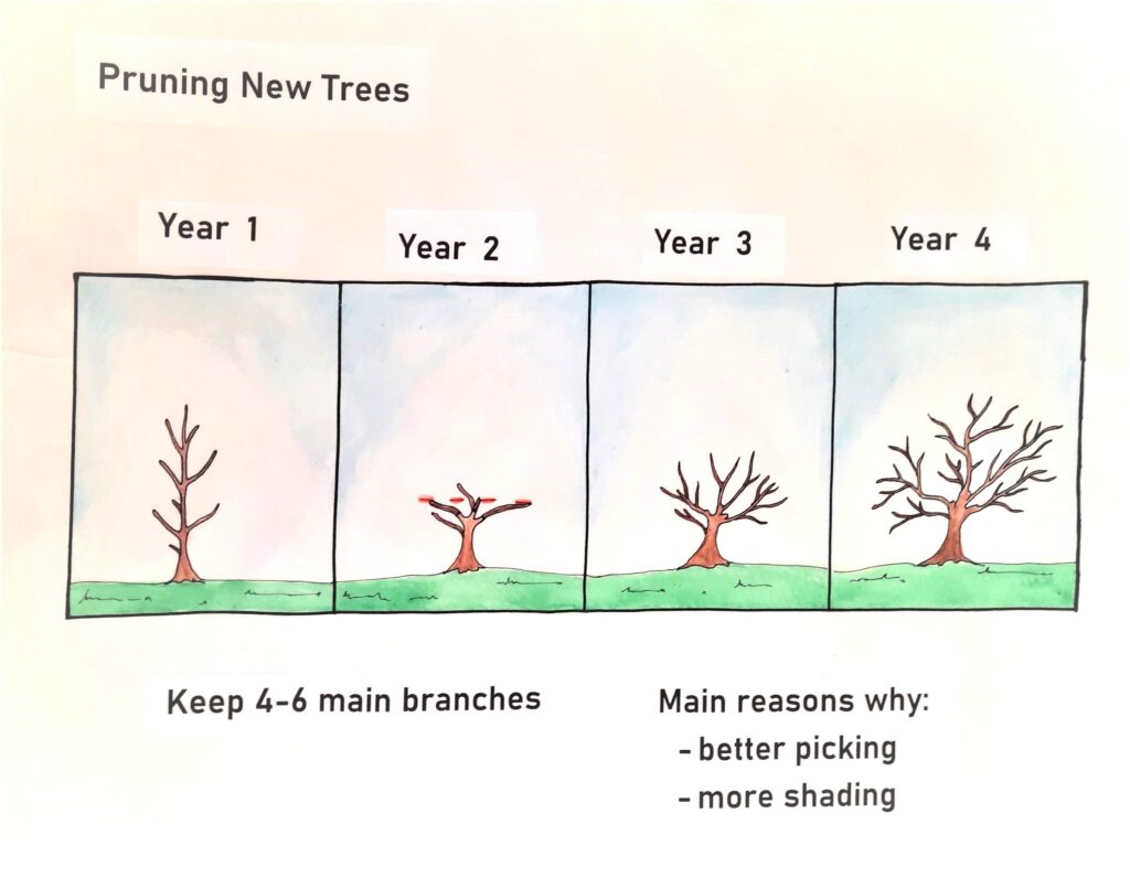 Pruning New Trees