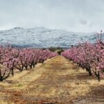 Spring Tree Blossoms