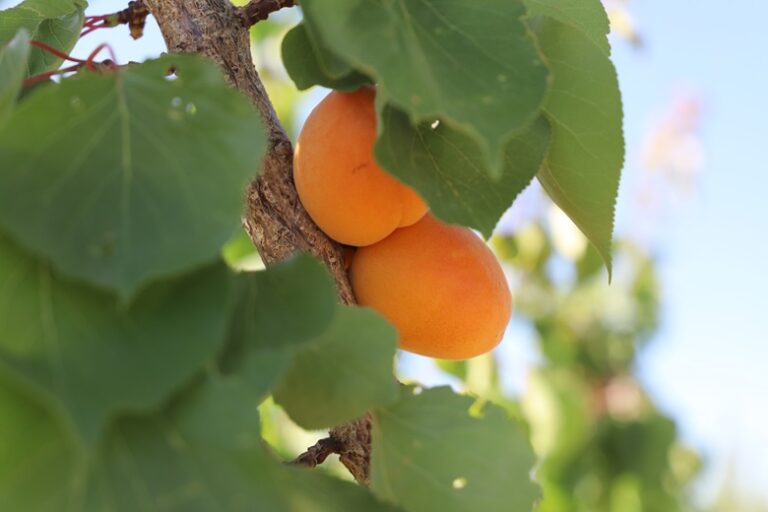 Orange Apricots behind green leaves