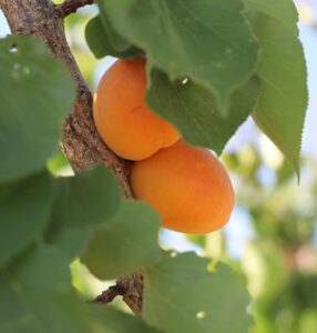 Orange Apricots behind green leaves
