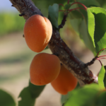 Apriums hanging on a tree branch with green leaves
