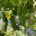 Armenian Cucumbers