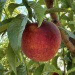 Pink Orange Ripe Peach