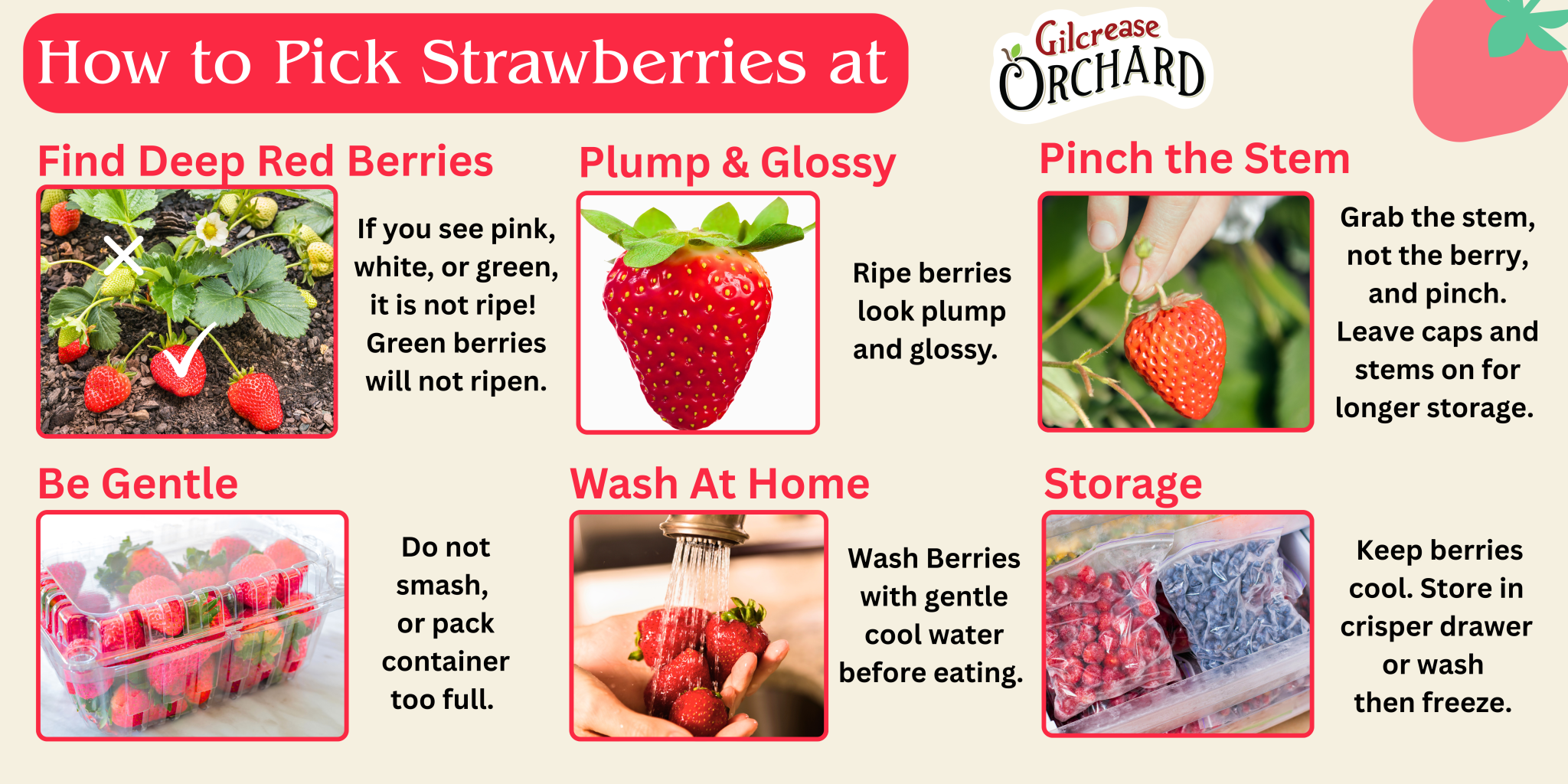 Banner Reading: How to Pick Strawberries at Gilcrease Orchard. Ripe berries look plump and glossy. Find Deep Red Berries Plump & Glossy Wash At Home Pinch the Stem Grab the stem, not the berry, and pinch. Leave caps and stems on for longer storage. If you see pink, white, or green, it is not ripe! Green berries will not ripen. Storage Wash Berries with gentle cool water before eating. Keep berries cool. Store in crisper drawer or wash then freeze. Be Gentle Do not smash, or pack container too full.