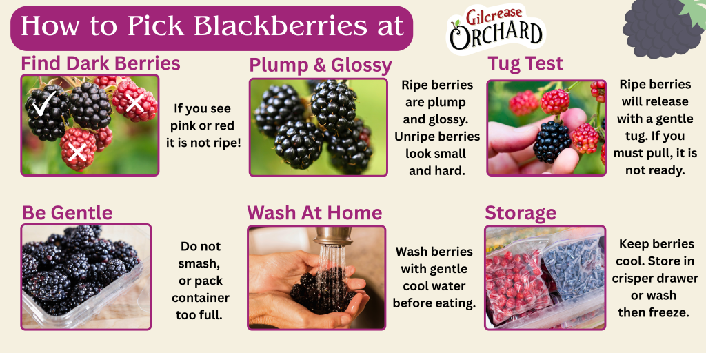 How to Pick Blackberries