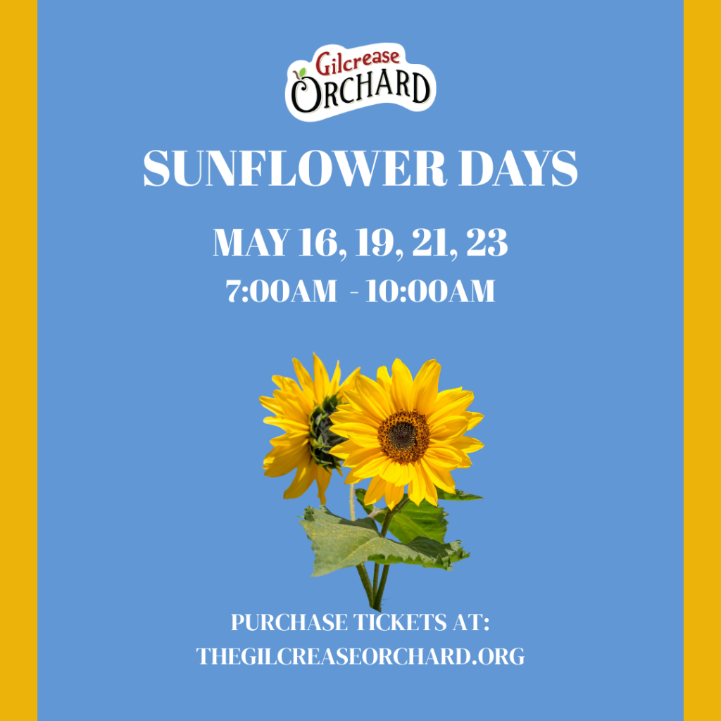 Sunflower Days