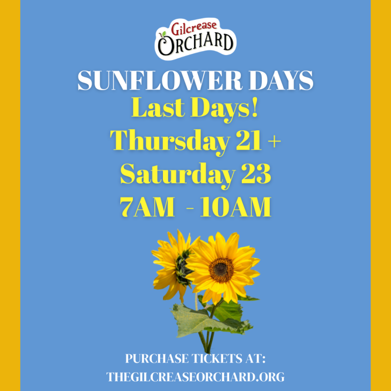 Sunflower Days Last Days!