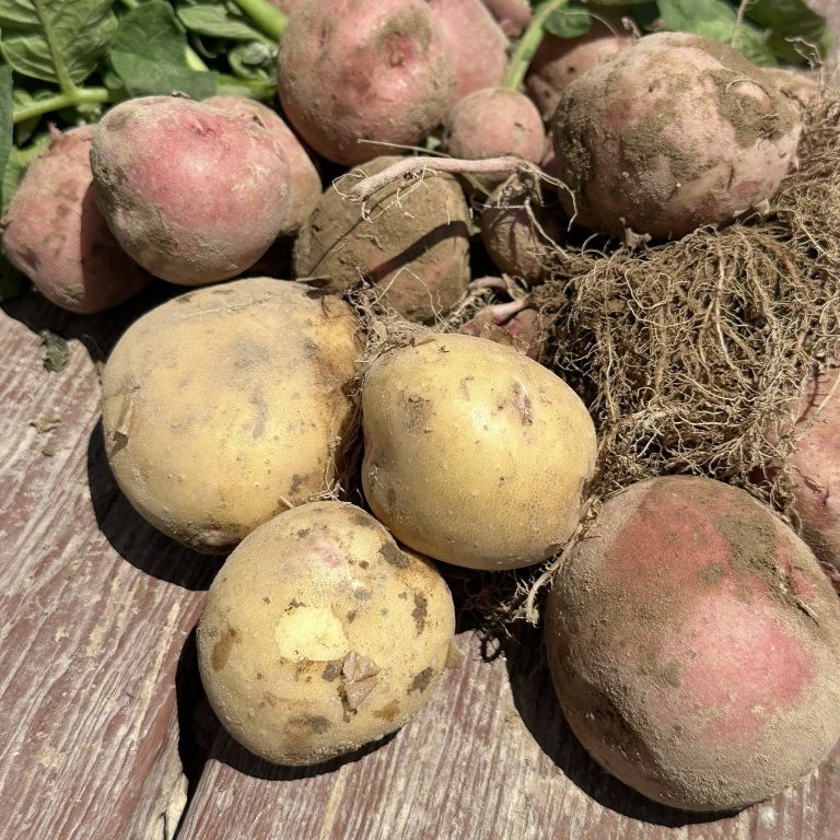 New Potatoes