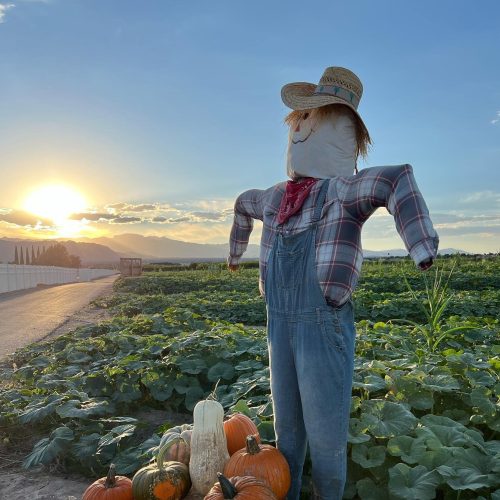 Scarecrow and Pumpkin