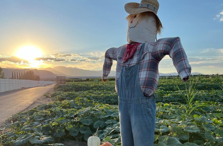 Scarecrow and Pumpkin