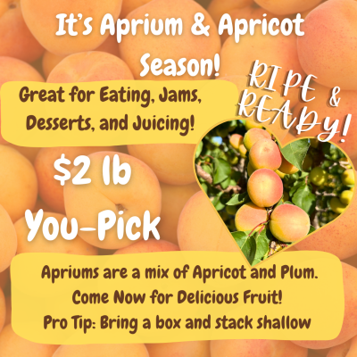 It's Aprium & Apricot Season!