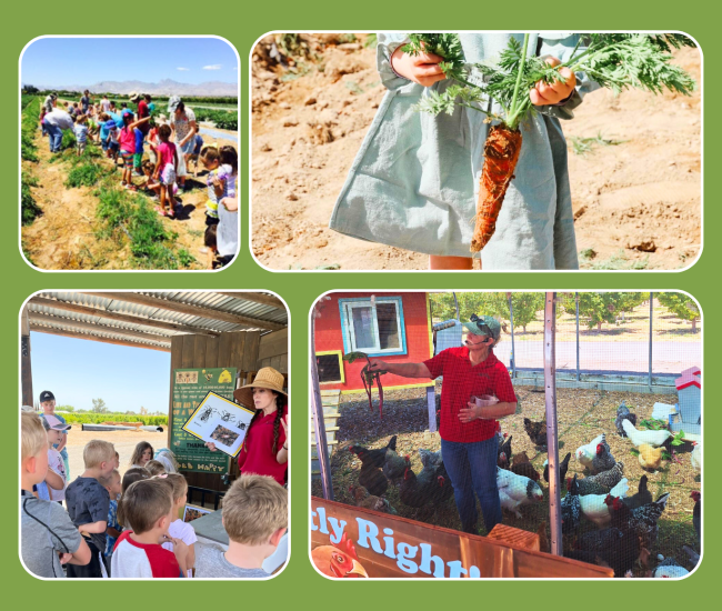 Students picking carrots, learning about bees, and chickens