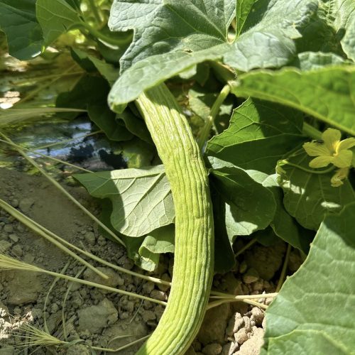 Green Long Cucumber