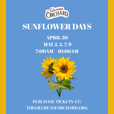 Sunflower Days