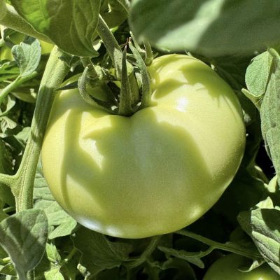 Green Tomatoes