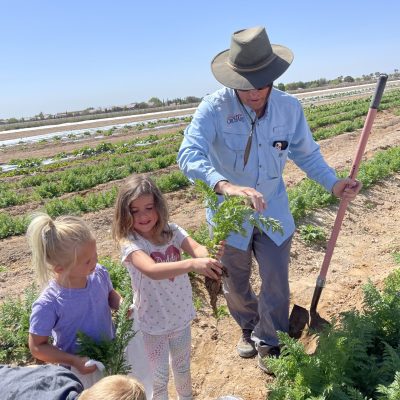 Students and farmer getting hands dirty picking carrots in field.