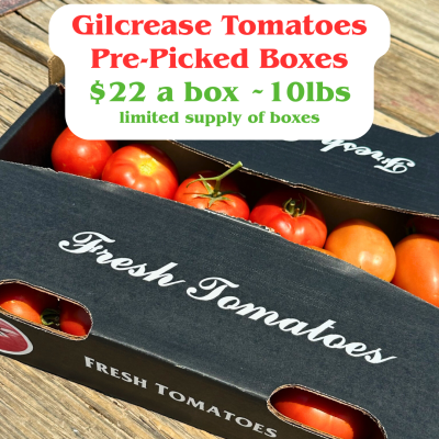 10lb Carton of Tomatoes $22