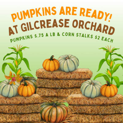 Pumpkins are here at Gilcrease Orchard. Pumpkins are 75 cents a pound