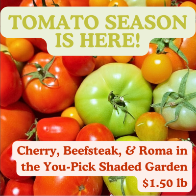 Tomato season is here! Cherry, Beefsteak, & Roma in the You-Pick Shaded Garden $1.50 lb