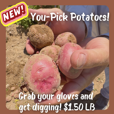 Potatoes