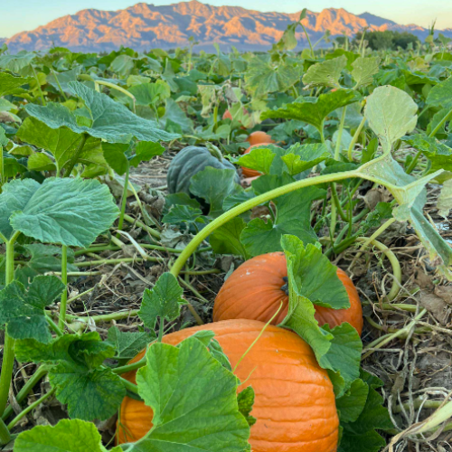 Pumpkins 75 cents a lb