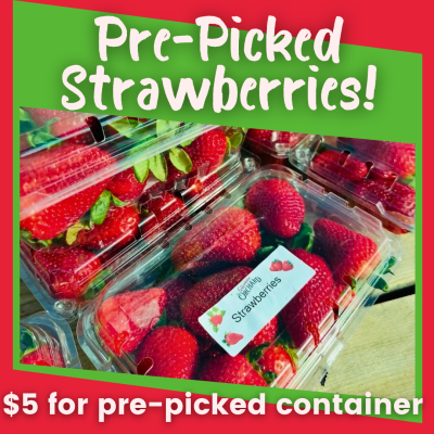 Strawberries $5 per you-pick container