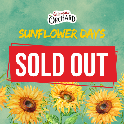 Sunflower Days Sold Out