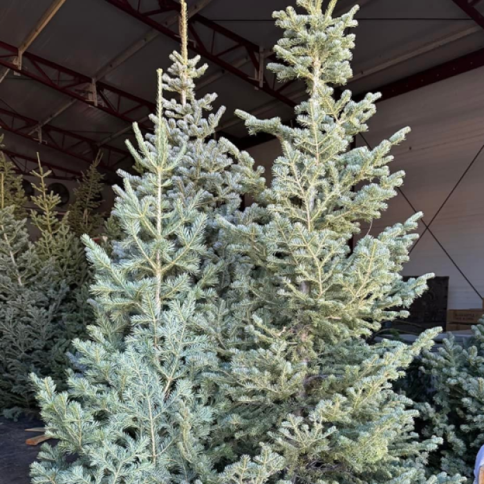 Christmas Tree Sale Nov 28 & 29