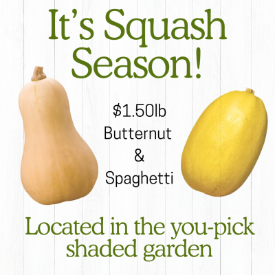 Butternut & Spaghetti Squash $1.50lb