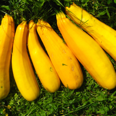 Squash & Zuchinni